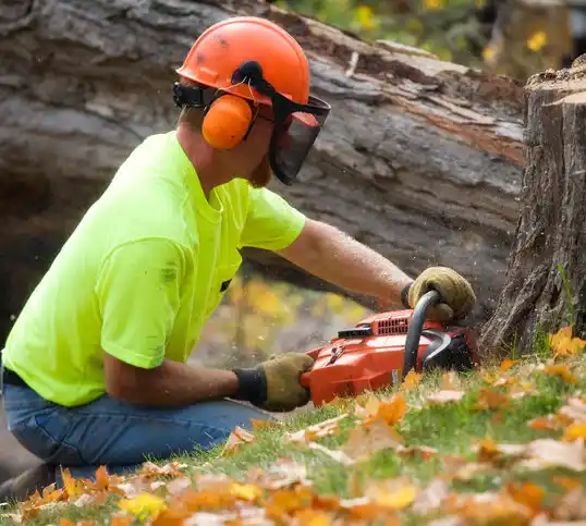 tree services Lucas